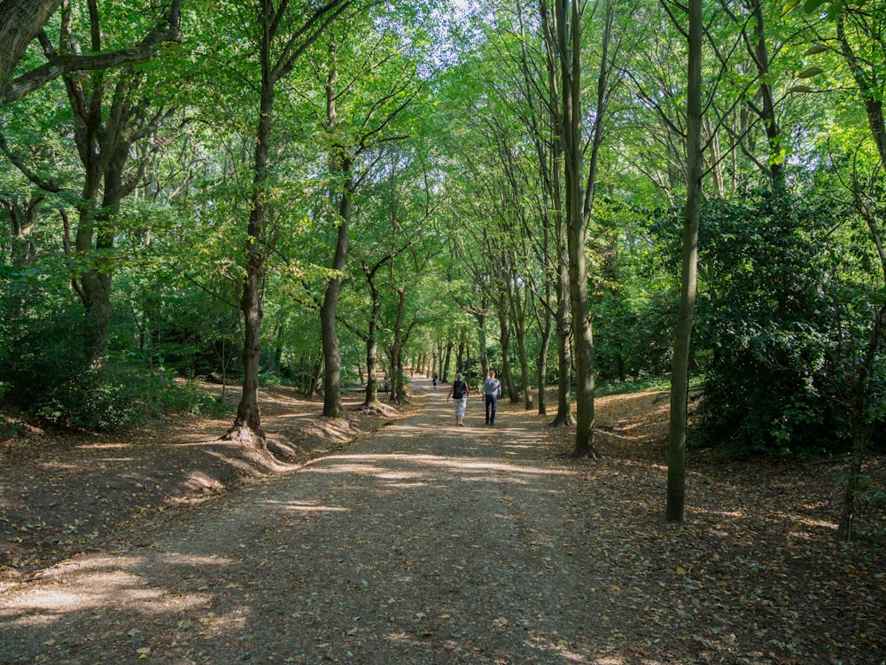 2 people walking on pathway between trees during daytime