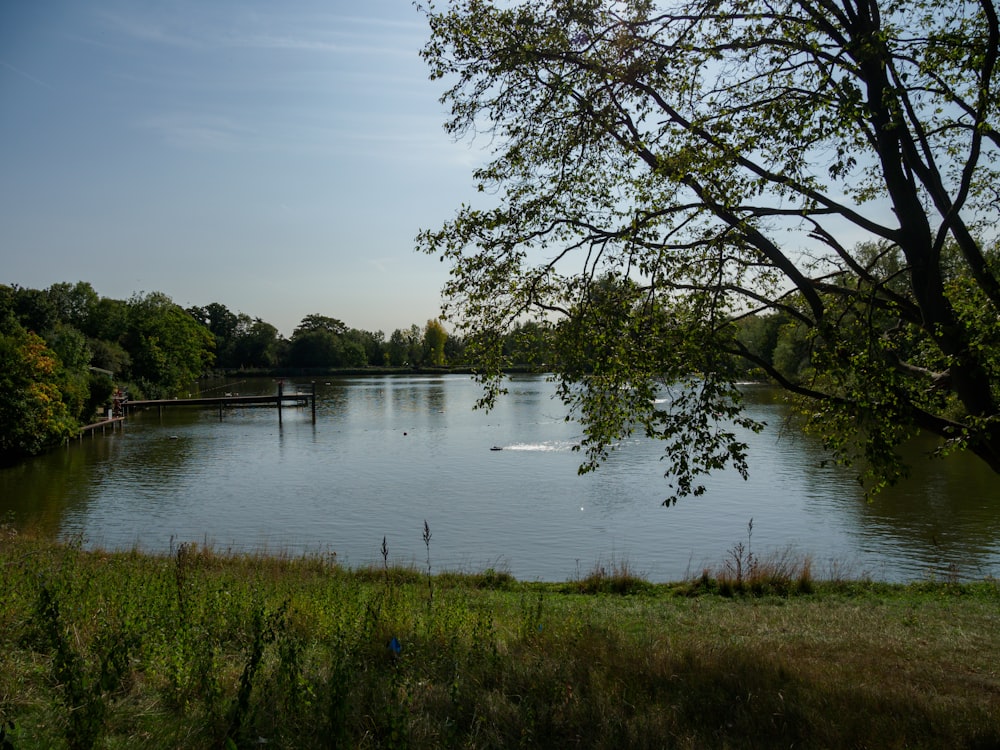 green grass and trees near body of water during daytime