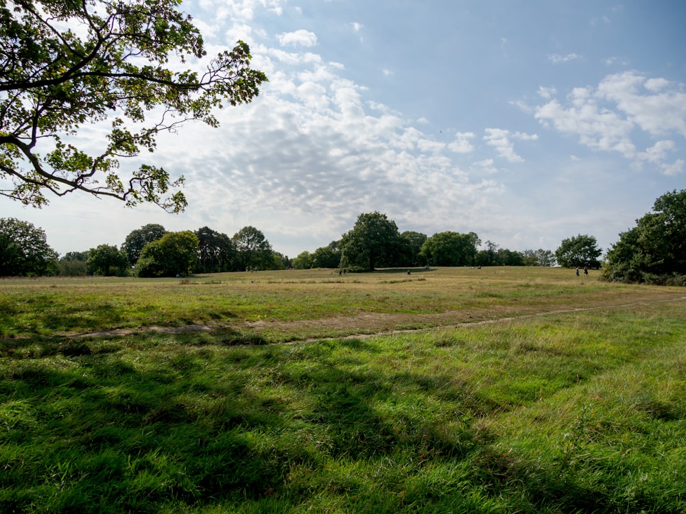 green grass field with green trees under blue sky and white clouds during daytime