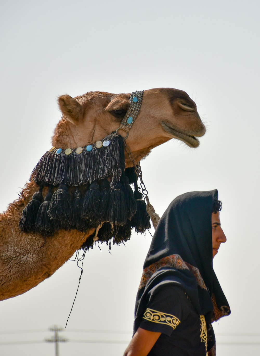 person in black jacket standing beside brown camel