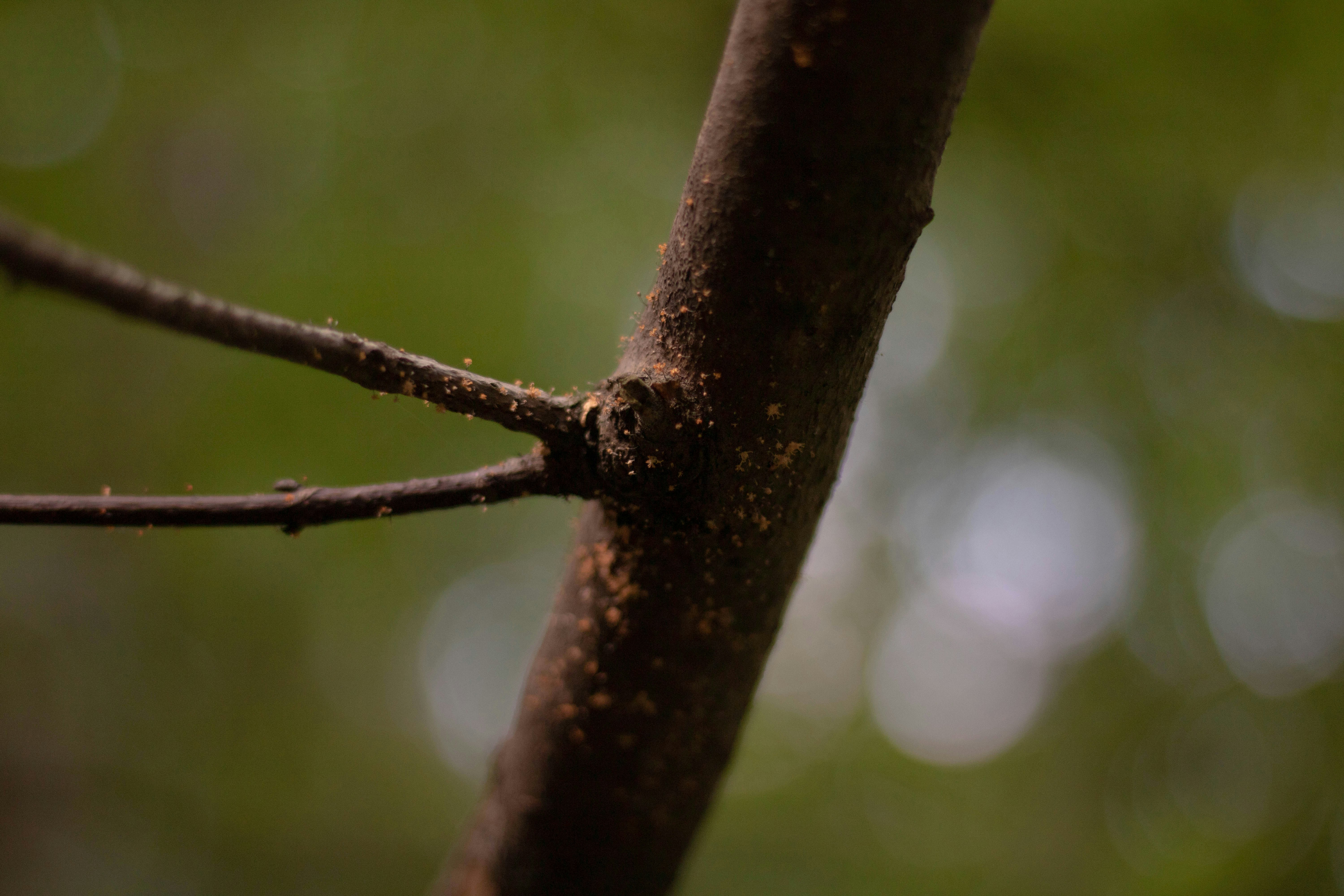 Photo by blueswallow