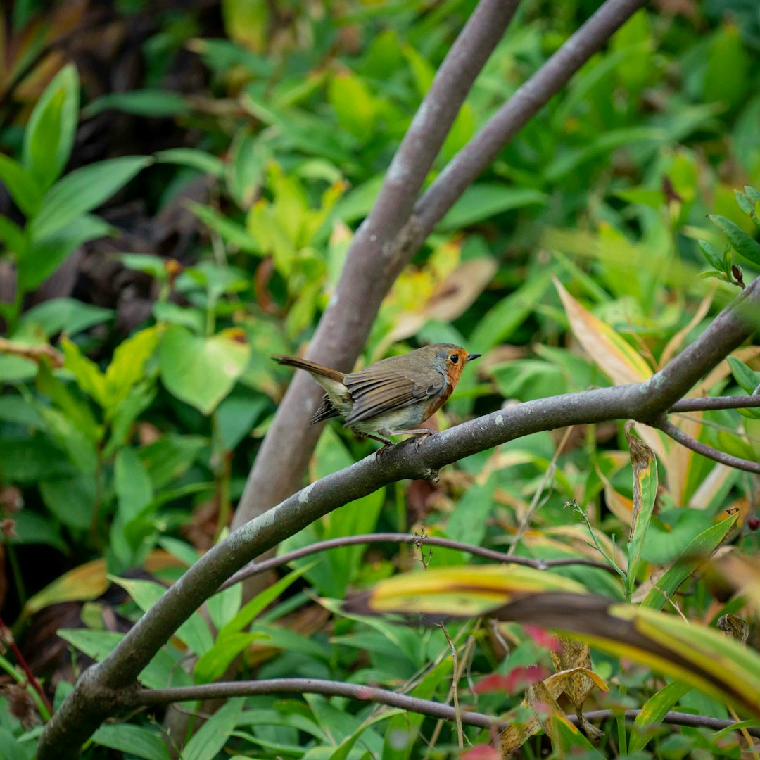 brown bird on green plant during daytime