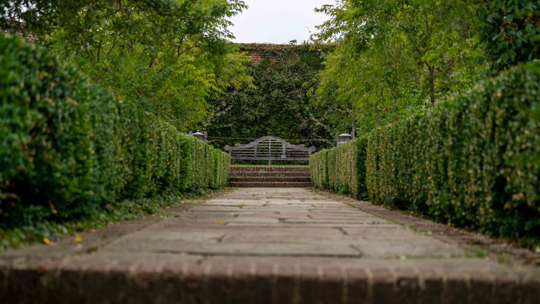 gray concrete pathway between green trees during daytime