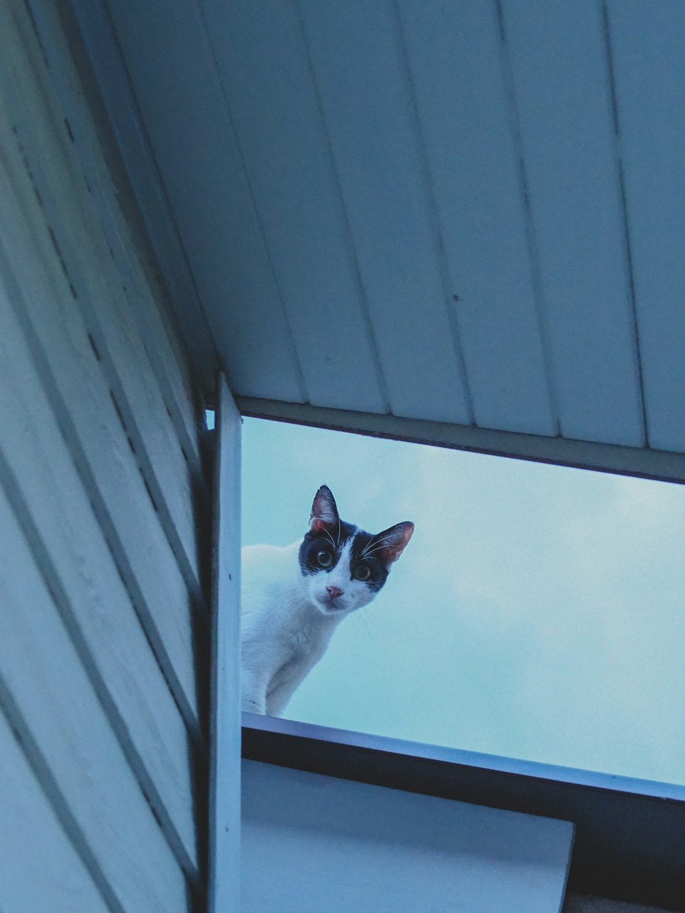 white and black cat on white wooden window