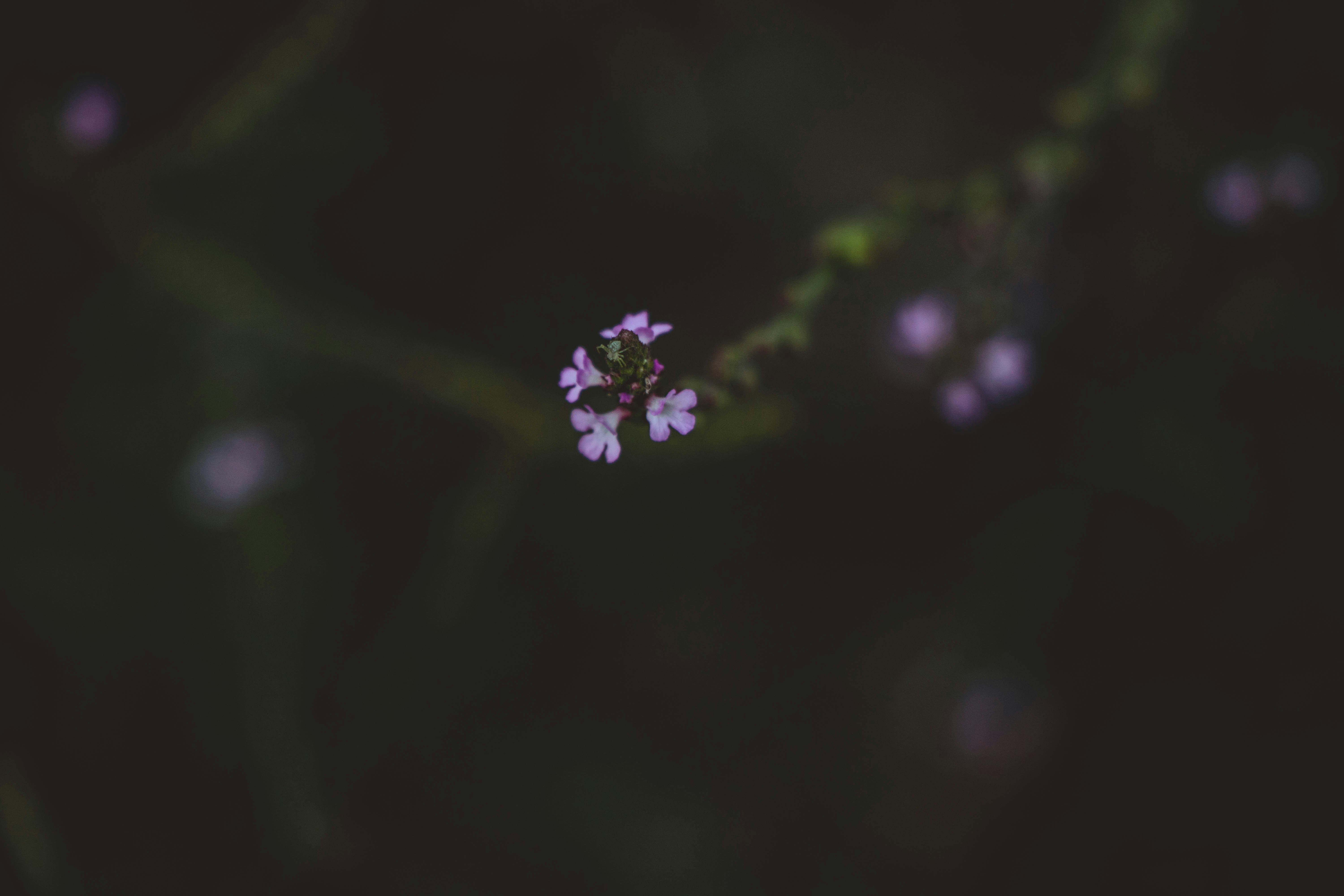 Photo by blueswallow