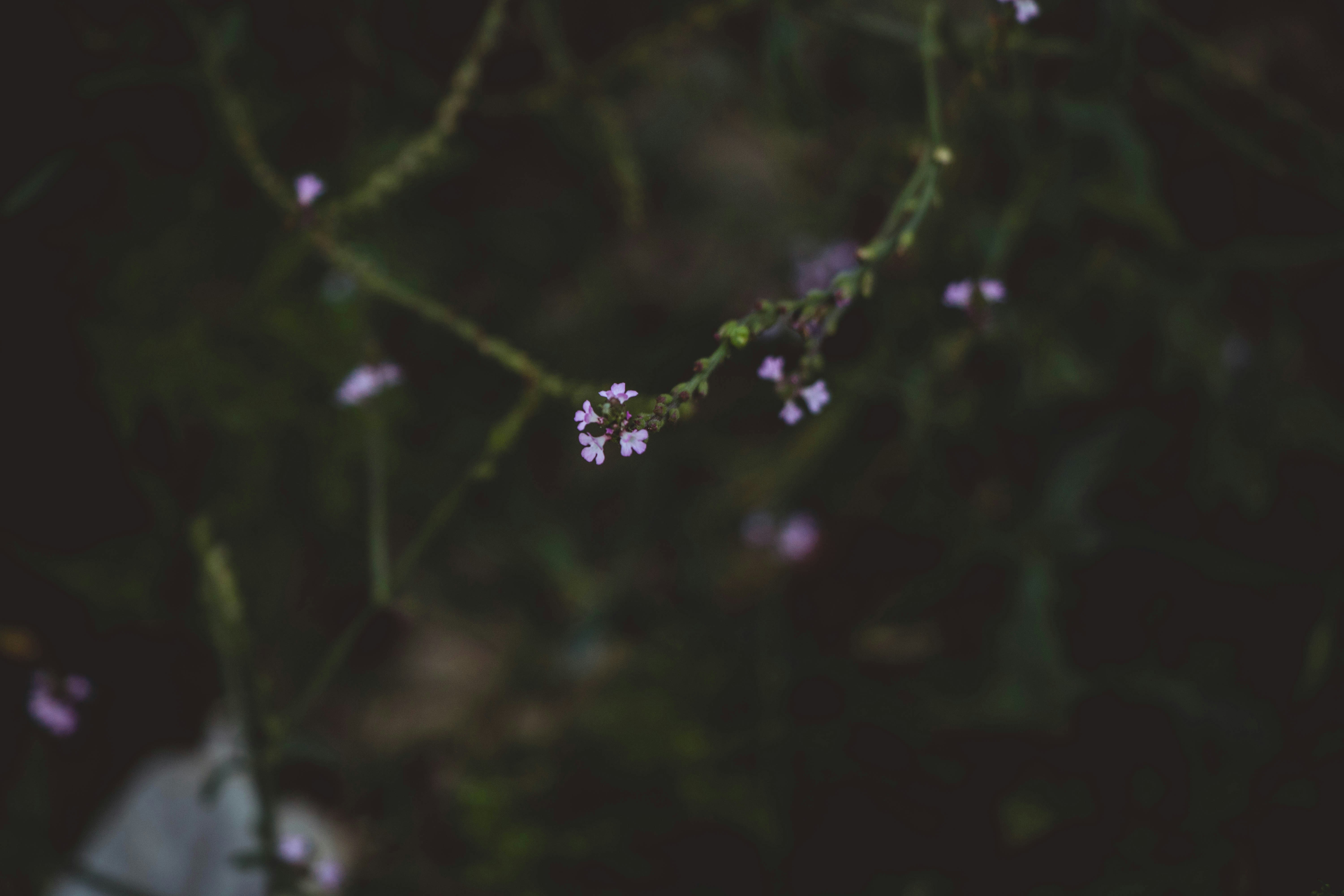 Photo by blueswallow