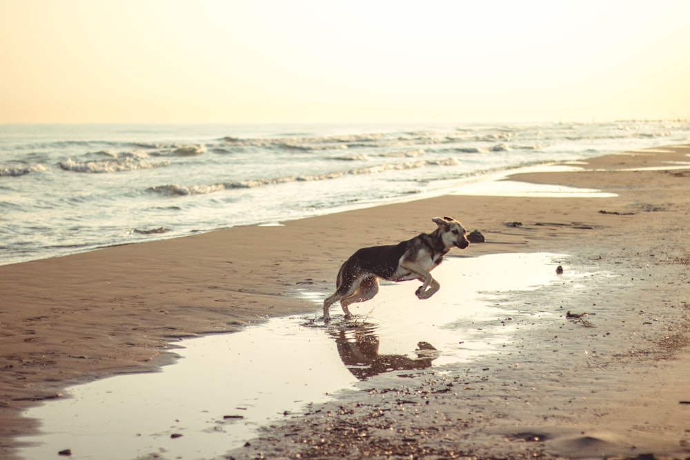black and white short coated dog on beach during daytime