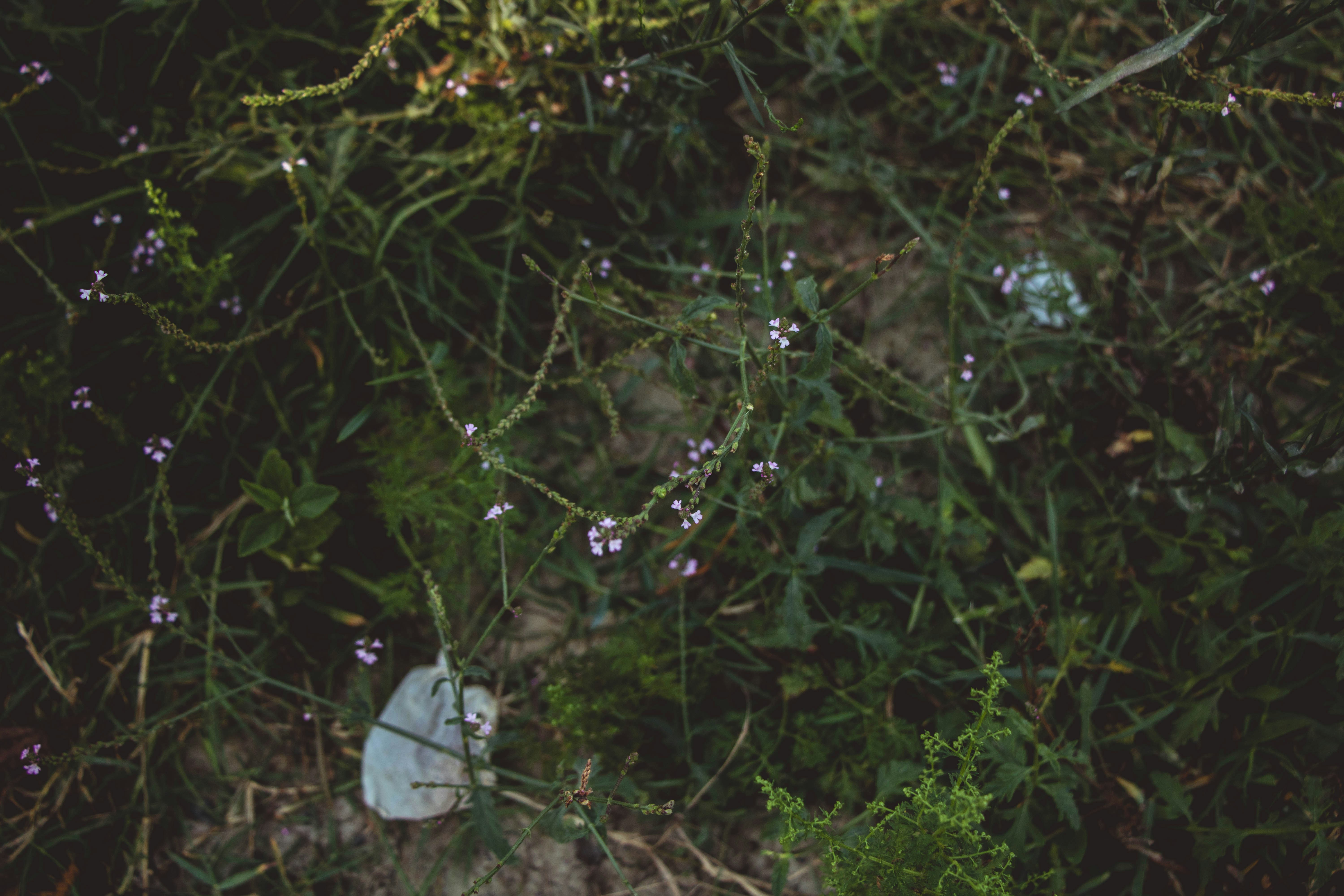 Photo by blueswallow