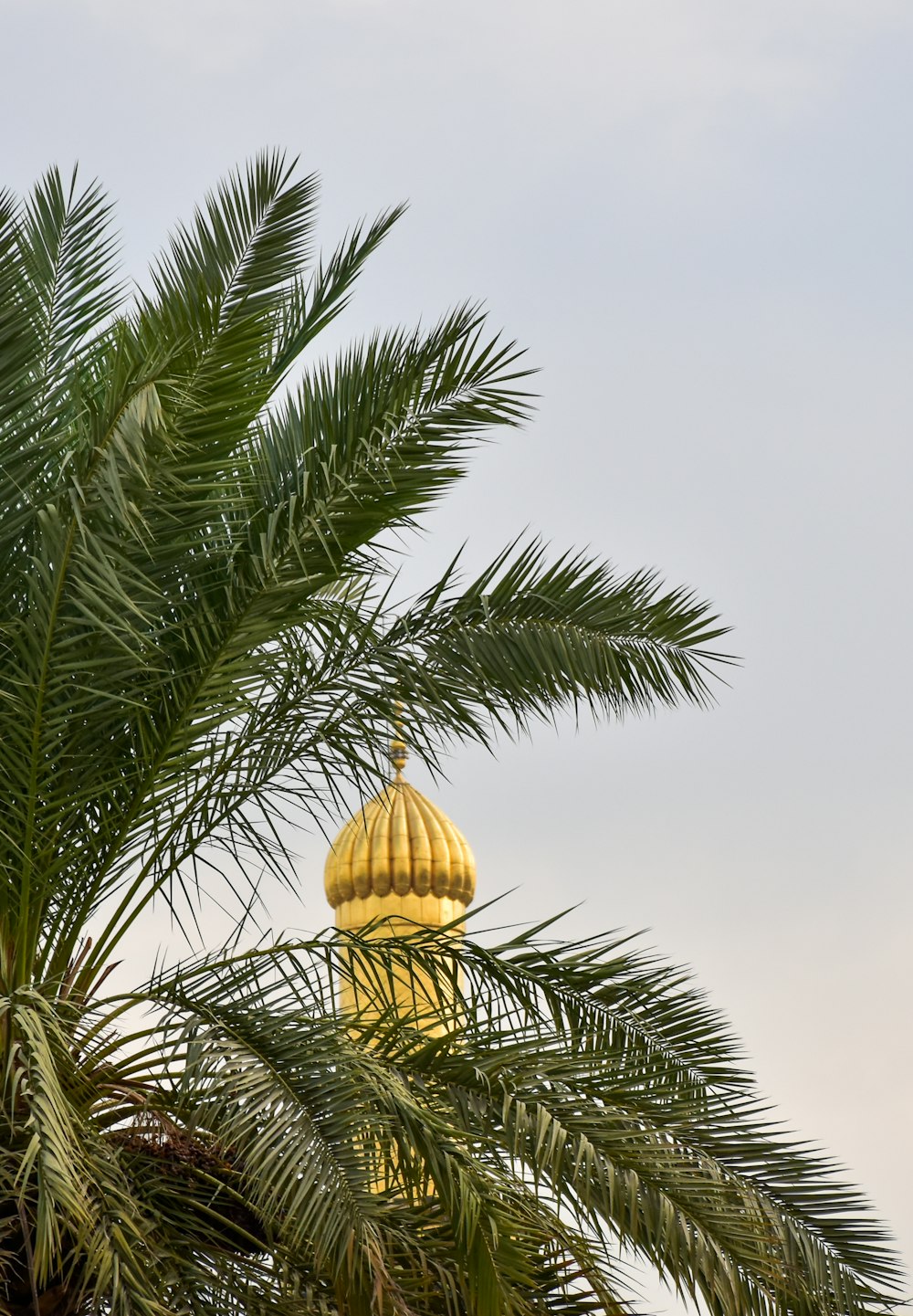 yellow round ball on palm tree during daytime