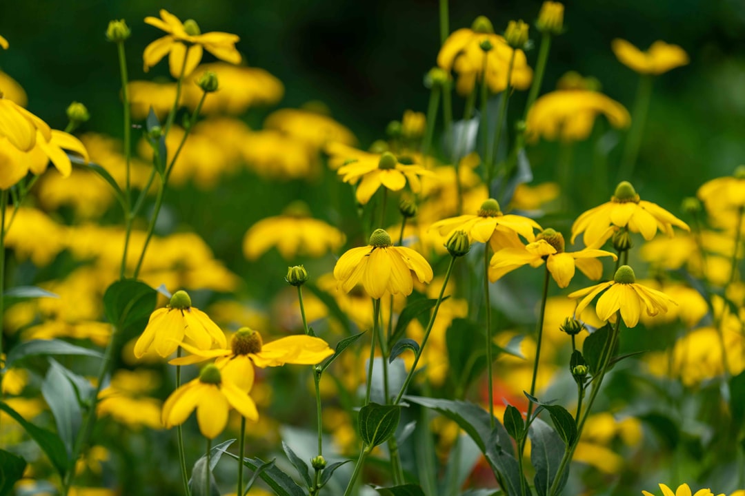 yellow flowers in tilt shift lens