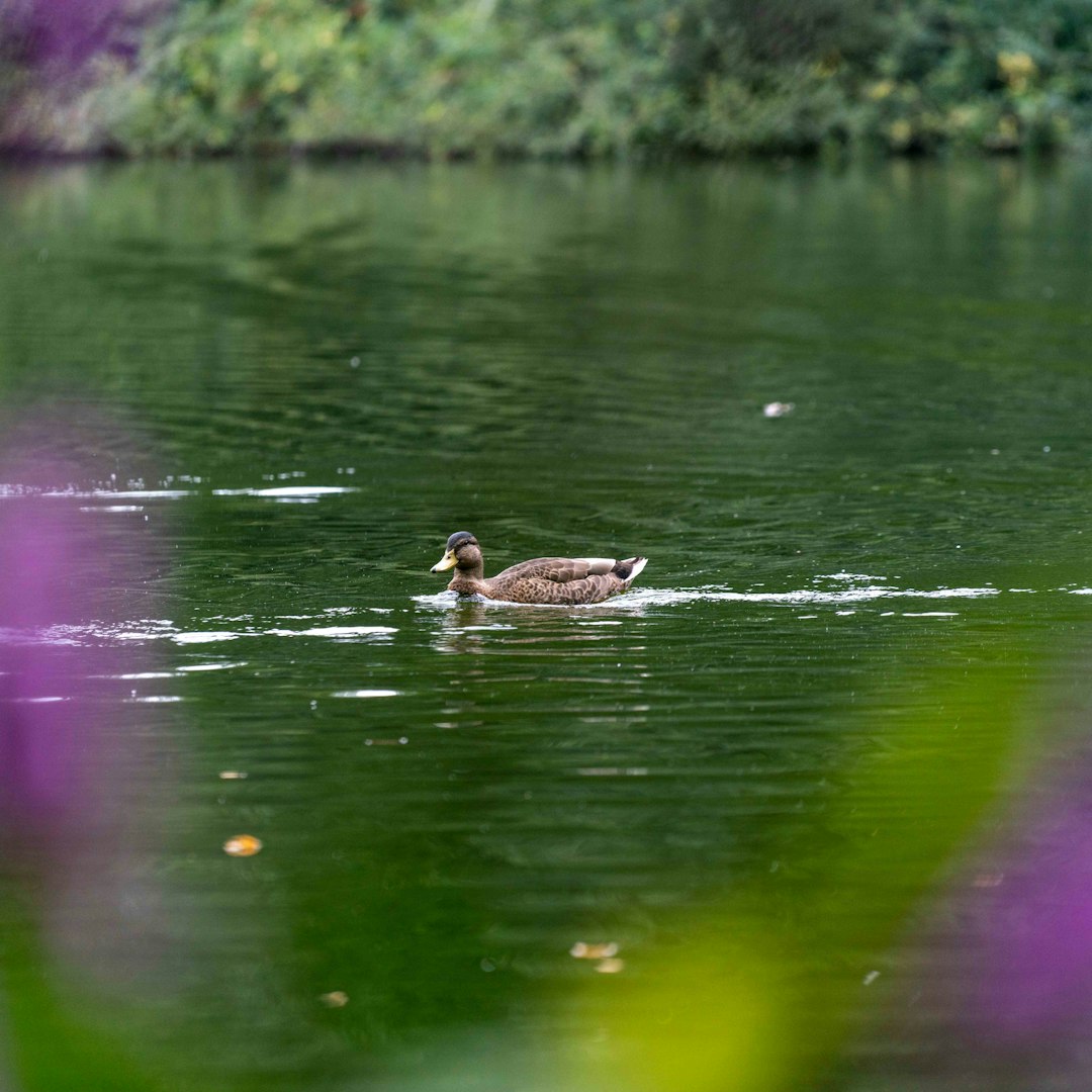 brown duck on water during daytime