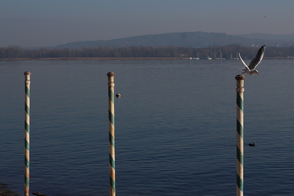 poteau en bois bleu et blanc sur l’eau de mer pendant la journée