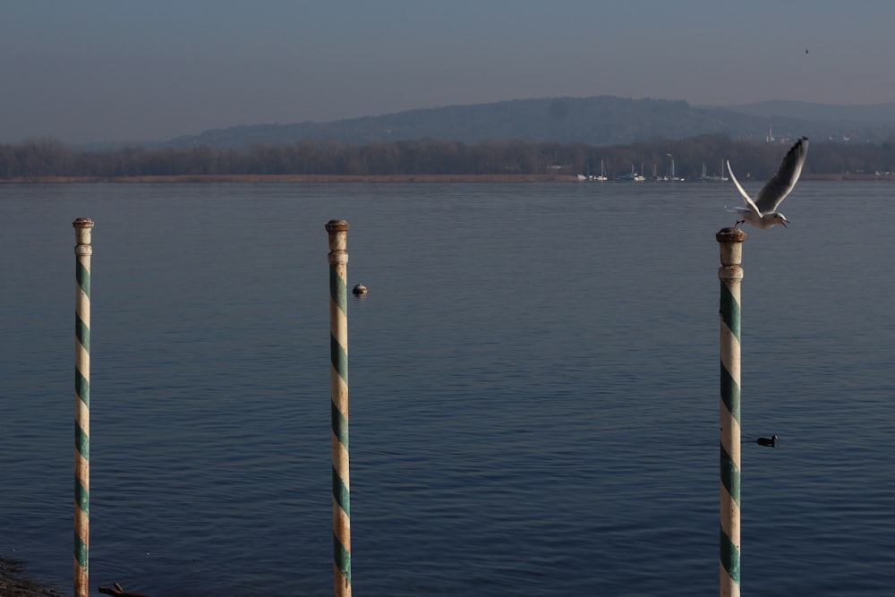 poste de madeira azul e branco na água do mar durante o dia
