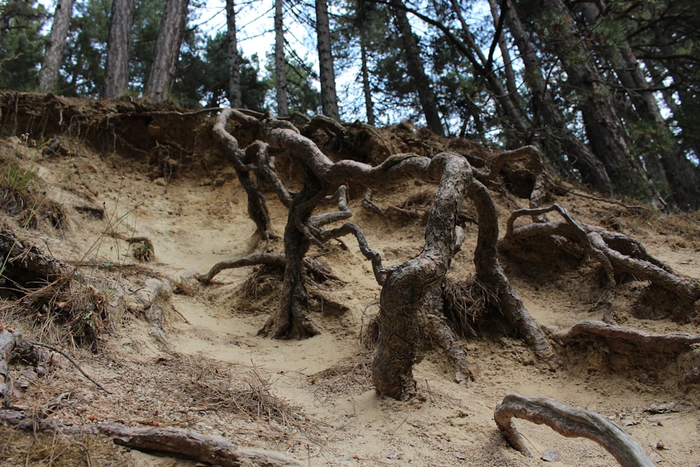 brown tree trunk on brown soil