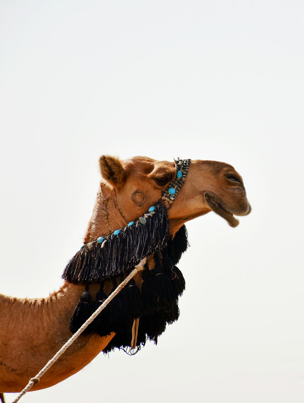 brown camel with brown rope