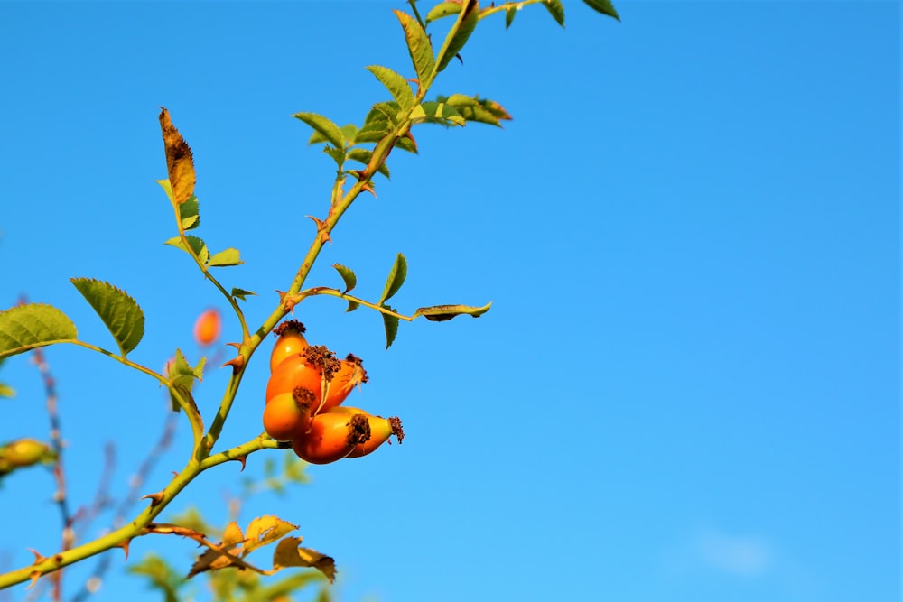 red round fruits under blue sky during daytime