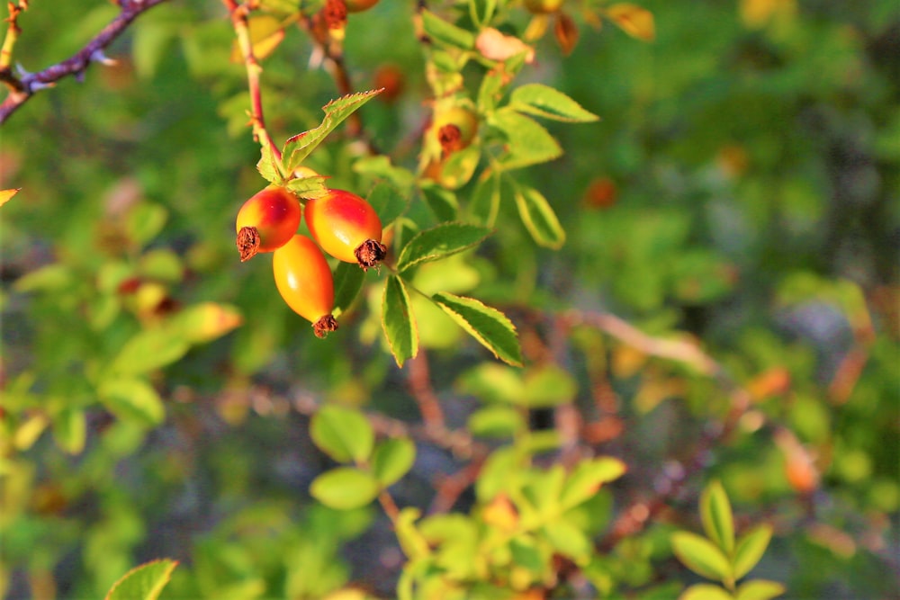 red and green round fruits