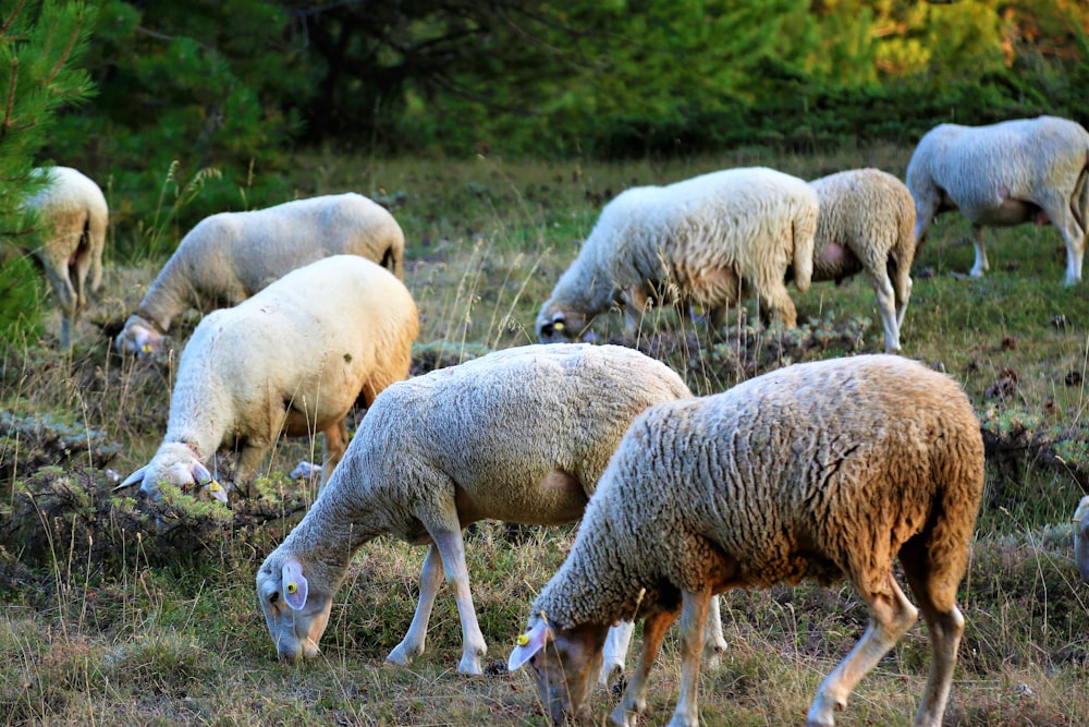 herd of sheep on green grass field during daytime