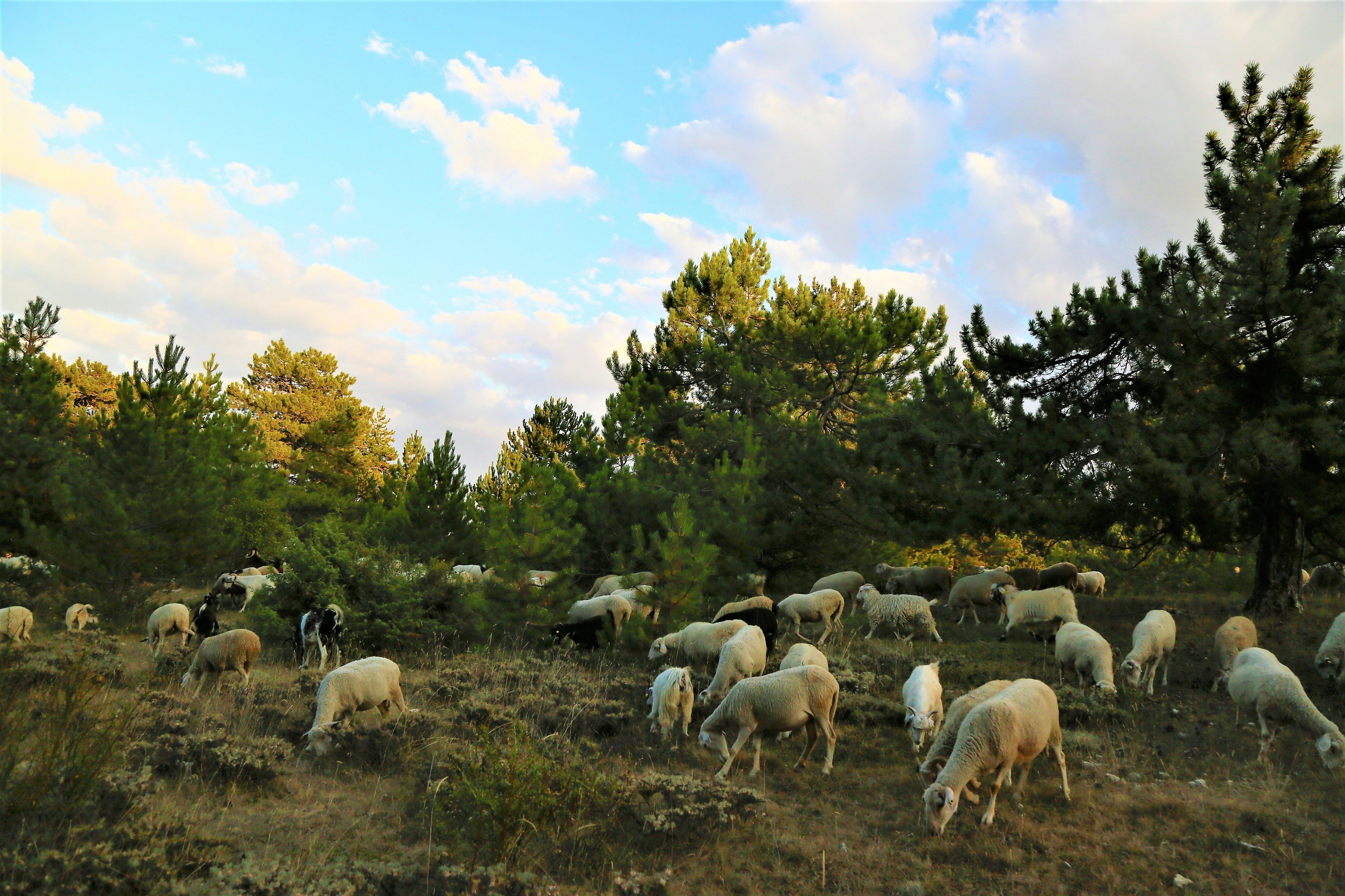 Photo by konevi