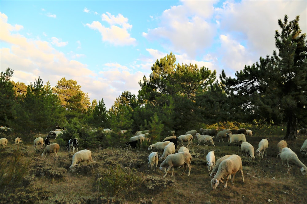 herd of sheep on green grass field during daytime