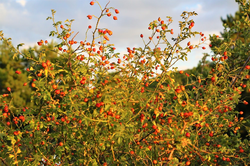 red and green round fruits