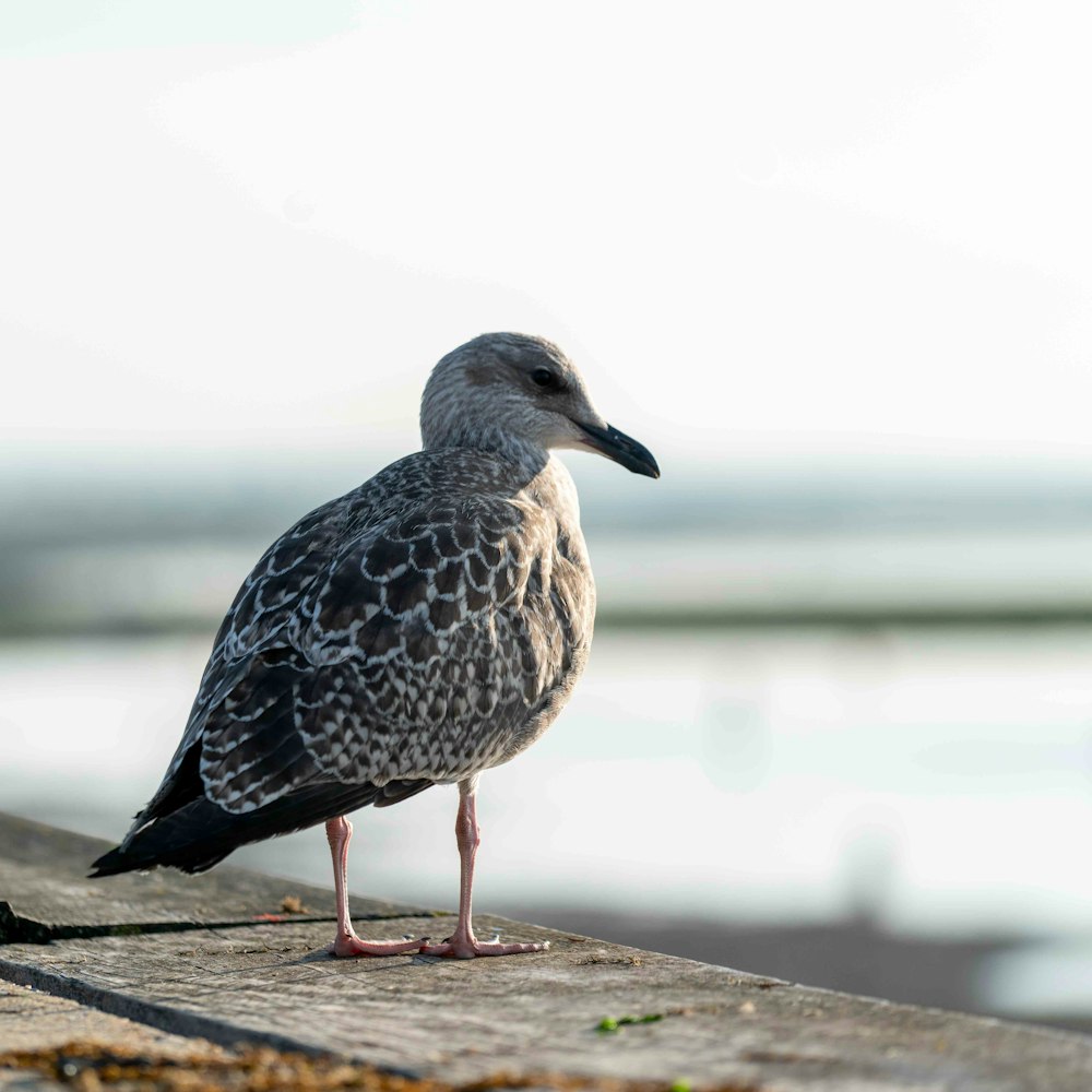 pájaro marrón y blanco sobre superficie de madera marrón