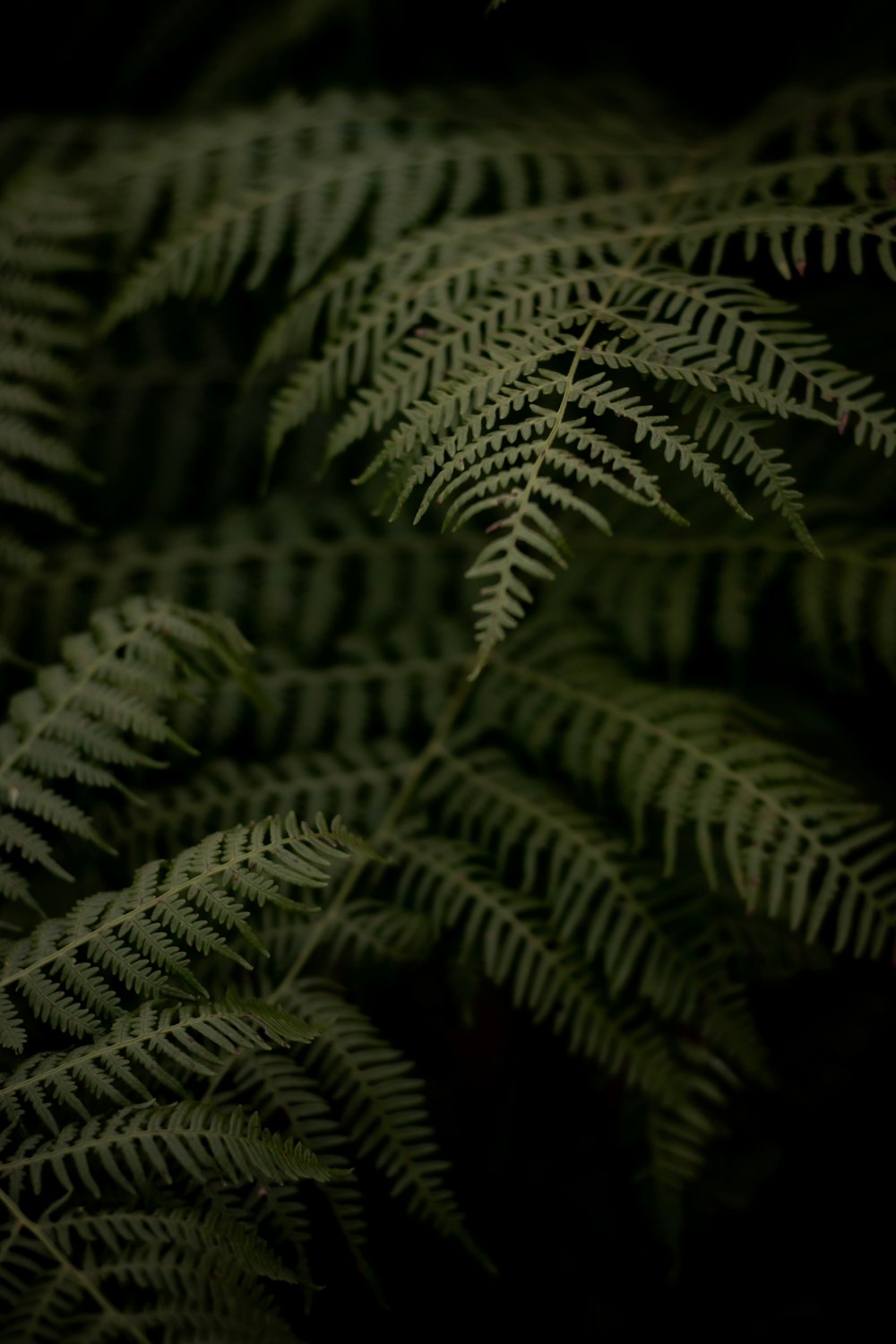 green fern plant in close up photography