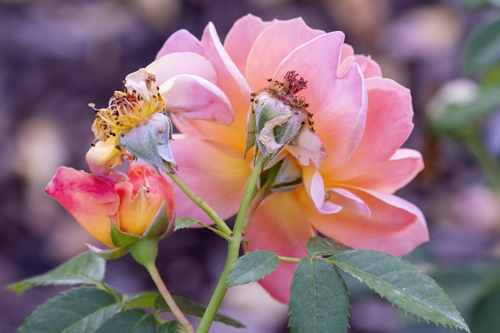 pink and yellow flower in tilt shift lens