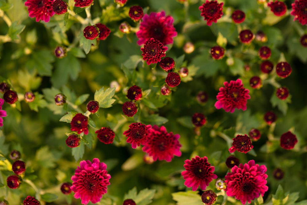 pink and white flowers in tilt shift lens