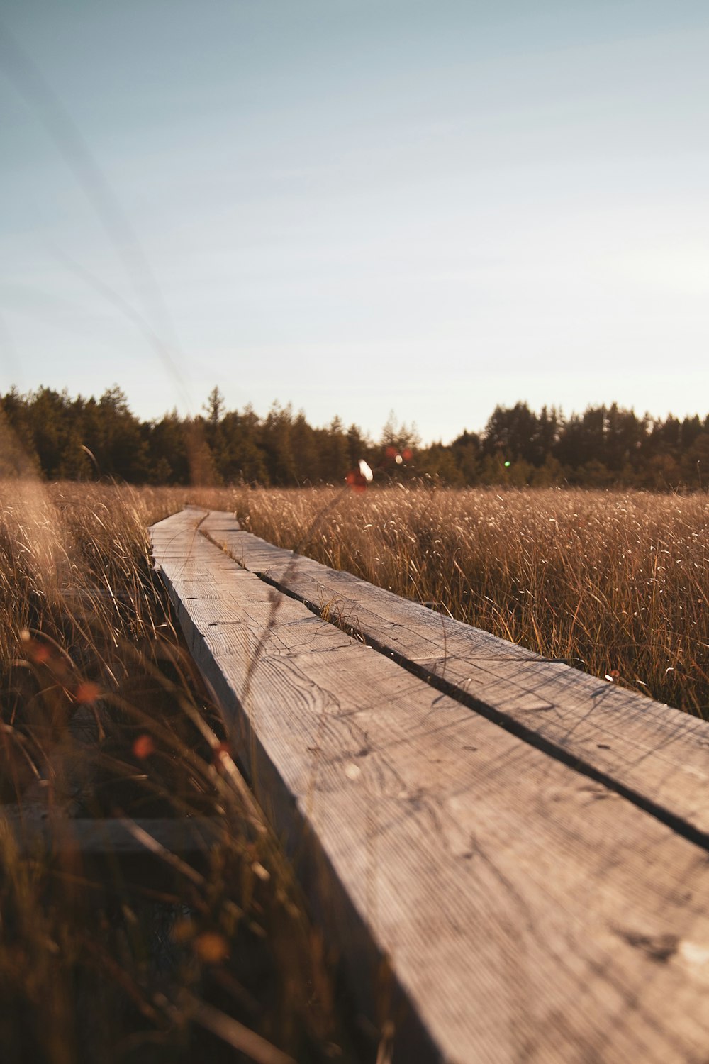 brown wooden dock near brown grass field during daytime