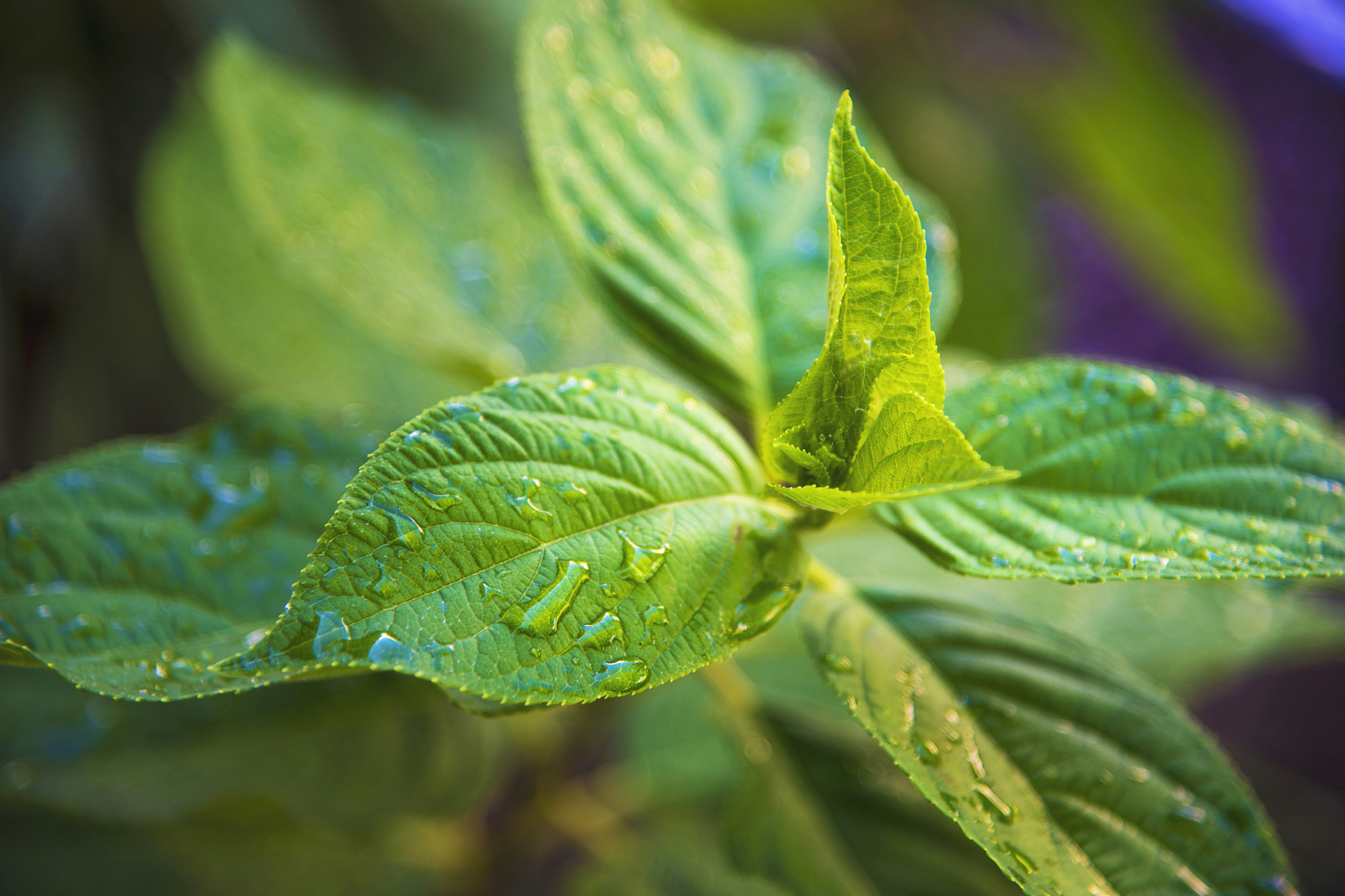 Goldenseal: The Berberine Herb You're Probably Taking Wrong