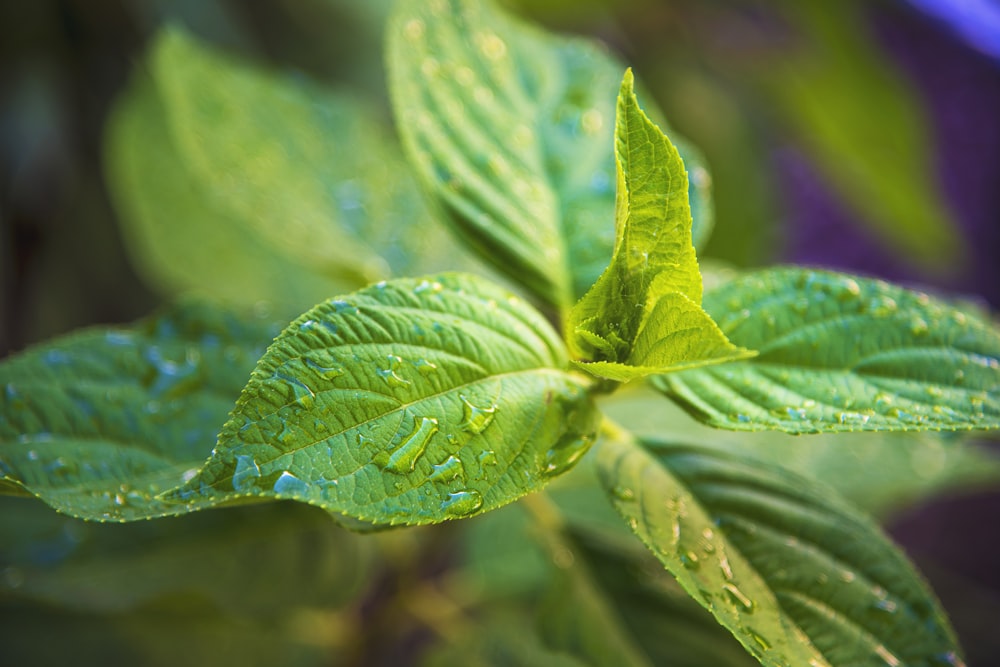 green leaf in macro shot