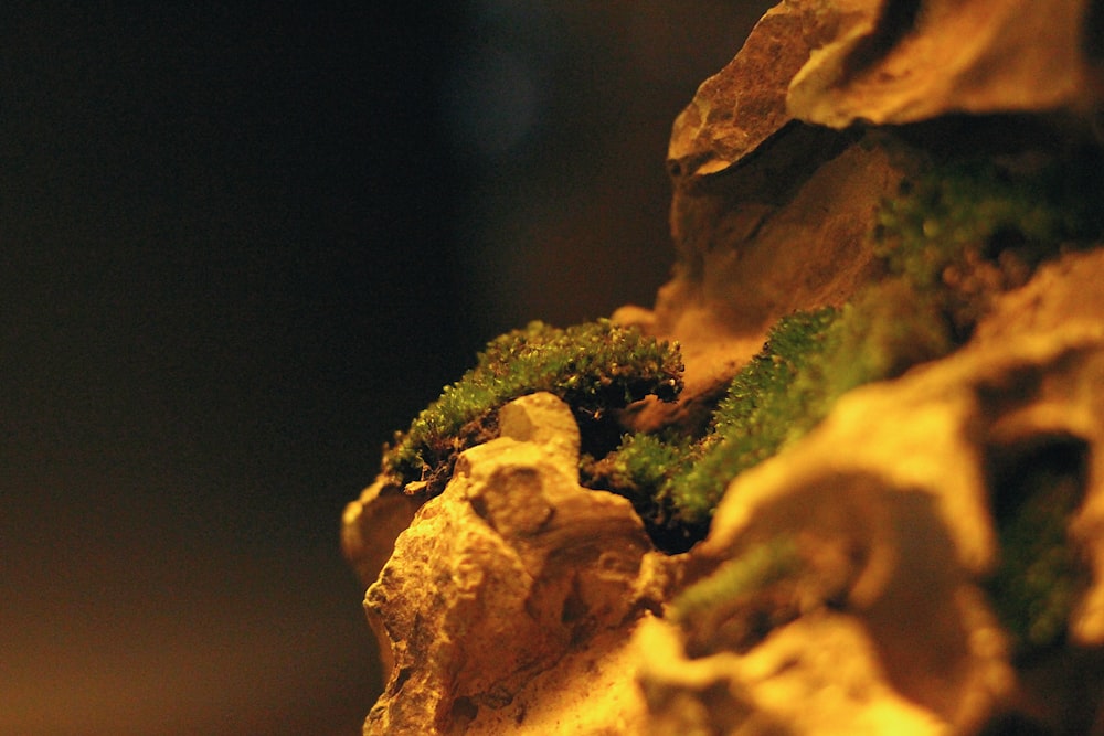 green moss on brown rock