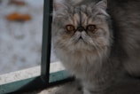 A Persian cat with long, fluffy fur and a flat face stares intently. The cat has striking orange eyes and a mix of gray, white, and brown fur. It is positioned indoors near a window with soft lighting and blurred background.