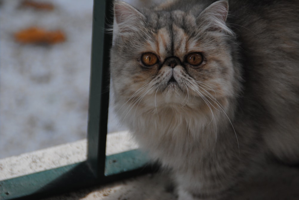 white and gray long fur cat