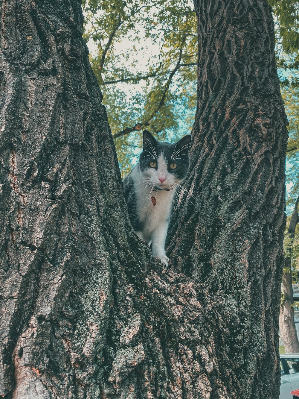 white and black cat on tree