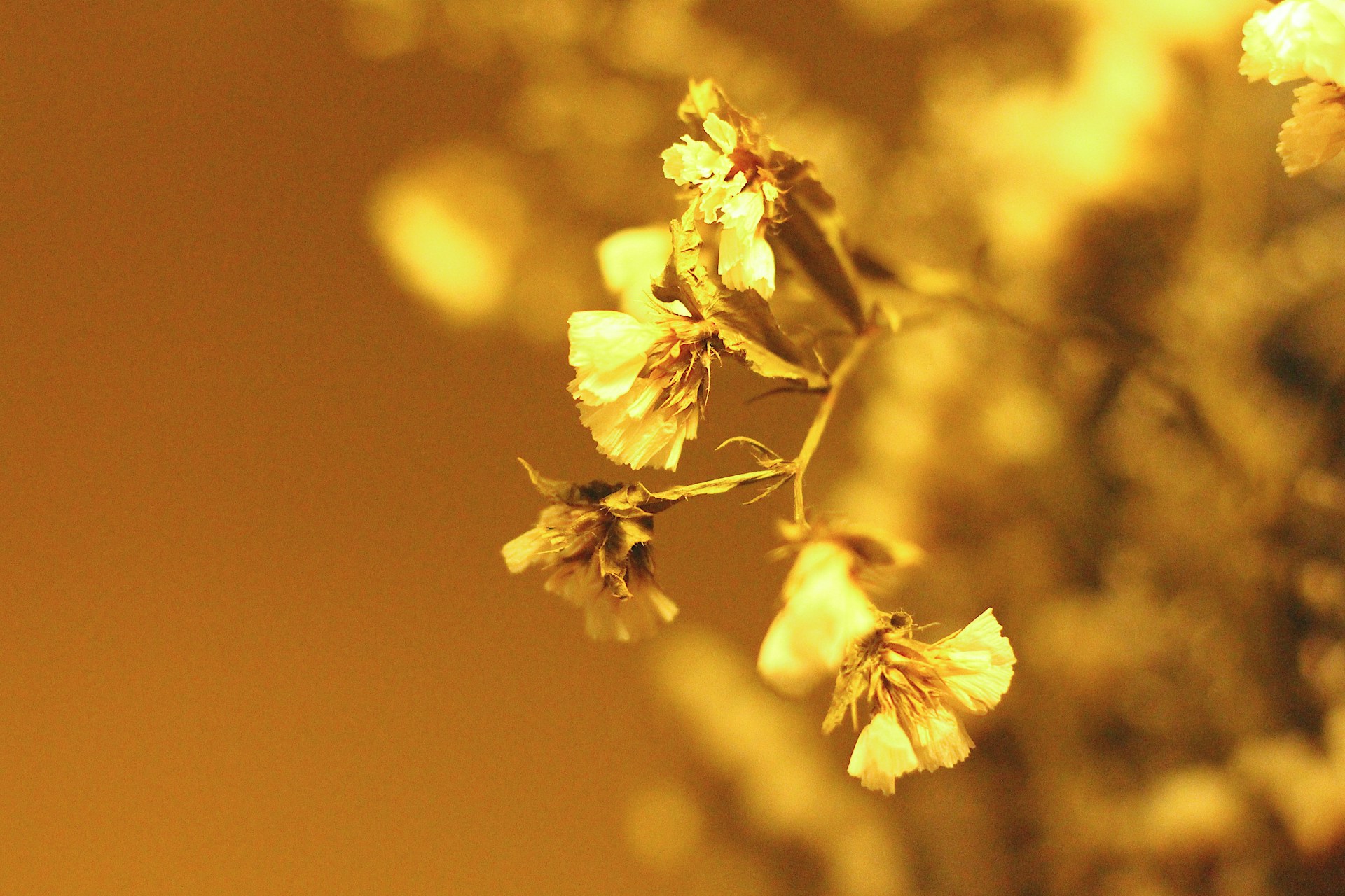 yellow flower in tilt shift lens