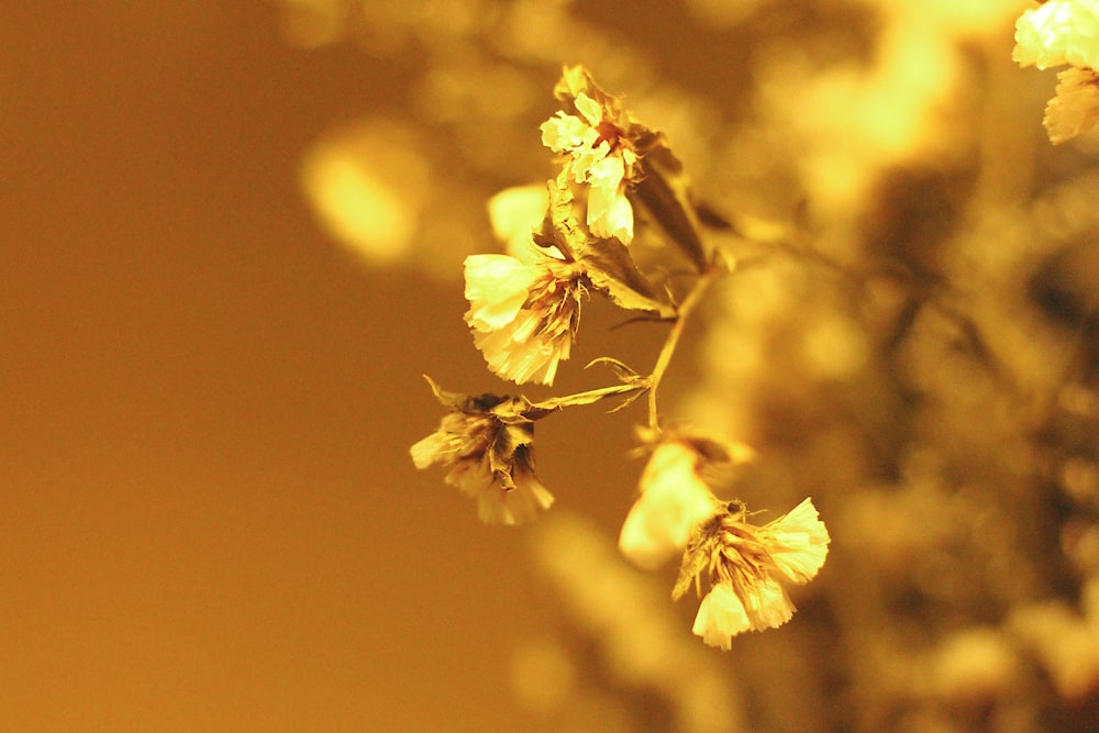 yellow flower in tilt shift lens