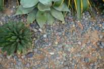 Close-up of vibrant ornamental plants and artificial rocks arranged in a garden setting.