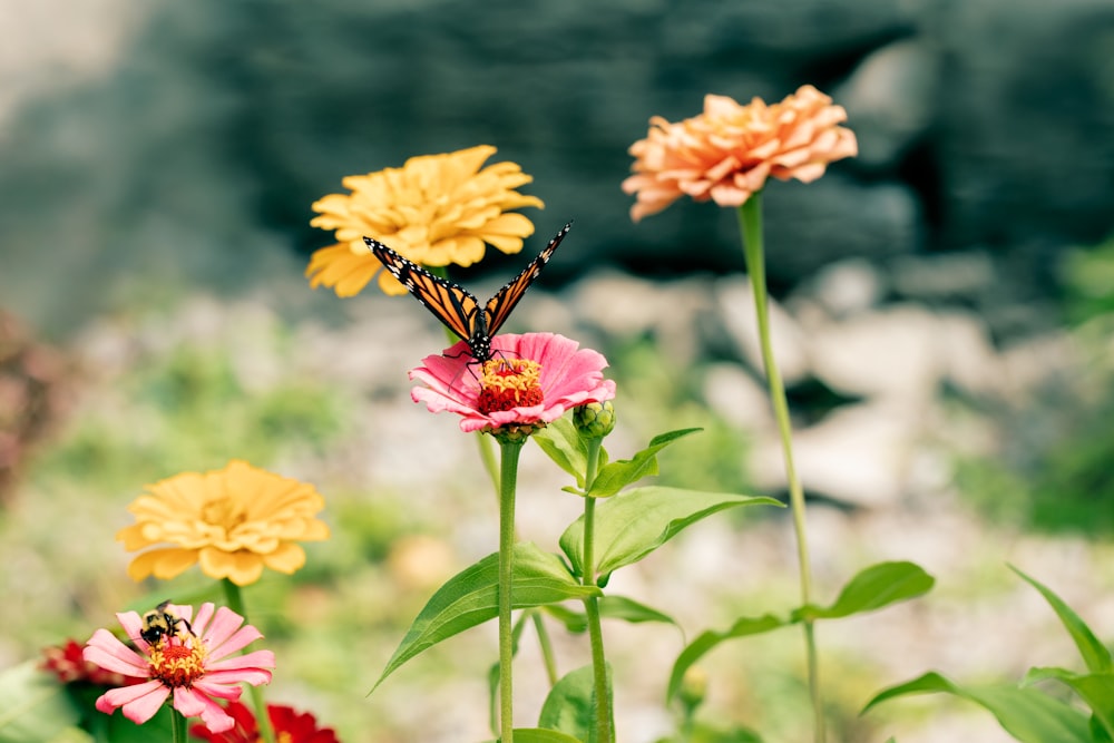 papillon jaune et noir sur fleur jaune