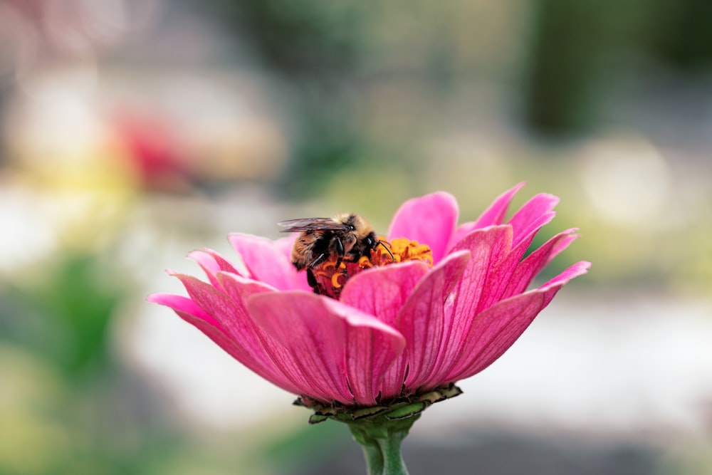 Honigbiene sitzt tagsüber auf rosa Blume in Nahaufnahmen