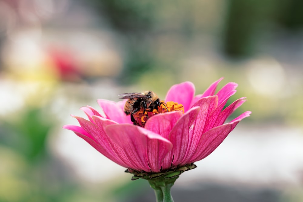 abeja posada en flor rosada en fotografía de primer plano durante el día