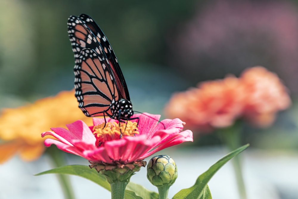 Monarchfalter sitzt tagsüber auf rosa Blume in Nahaufnahmen