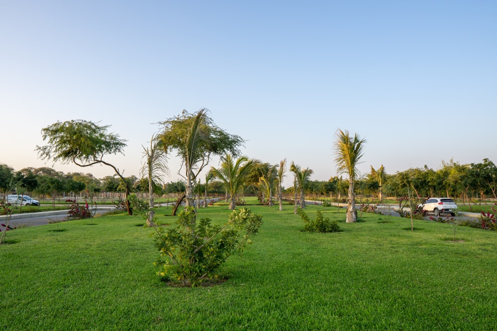 green palm trees on green grass field during daytime