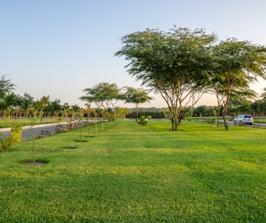 green grass field with trees under blue sky during daytime