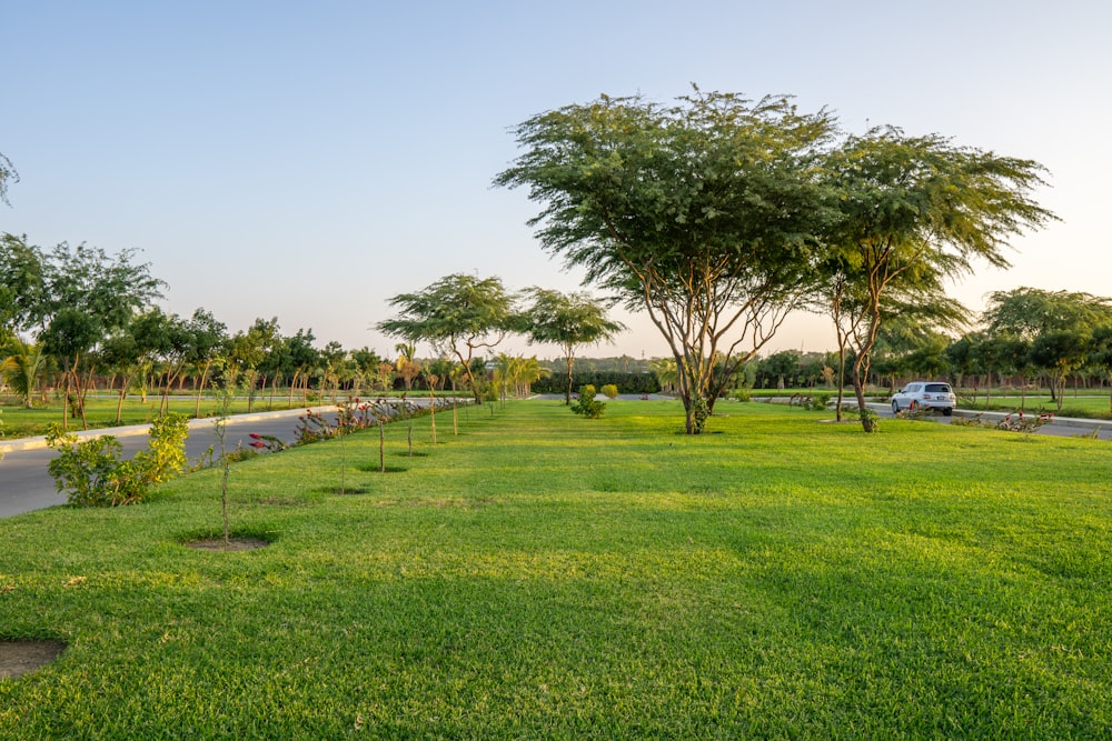 campo de grama verde com árvores sob o céu azul durante o dia