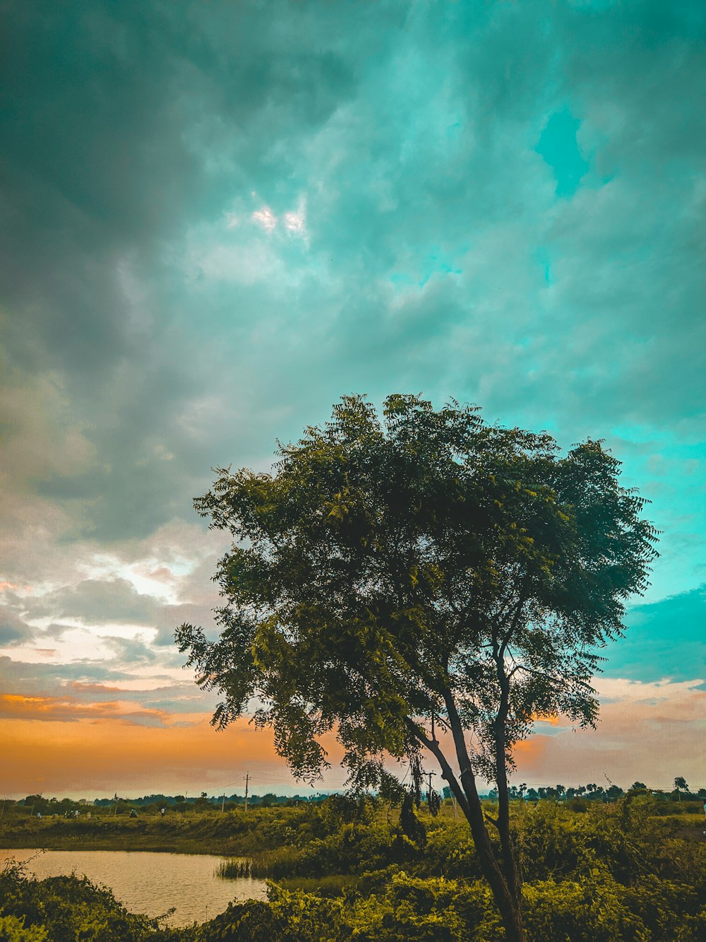 green tree under blue sky during daytime