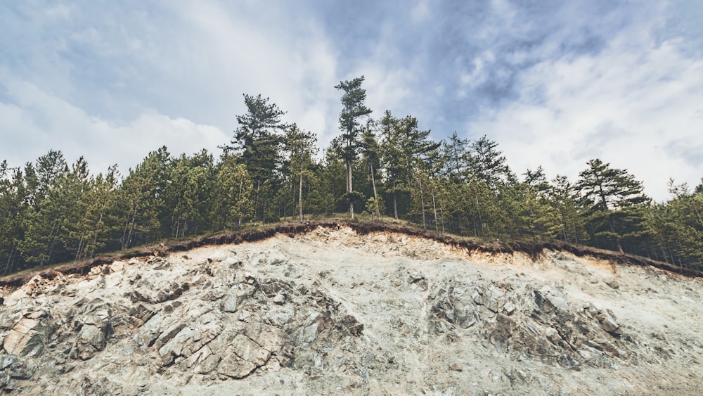 alberi verdi sotto nuvole bianche e cielo blu durante il giorno