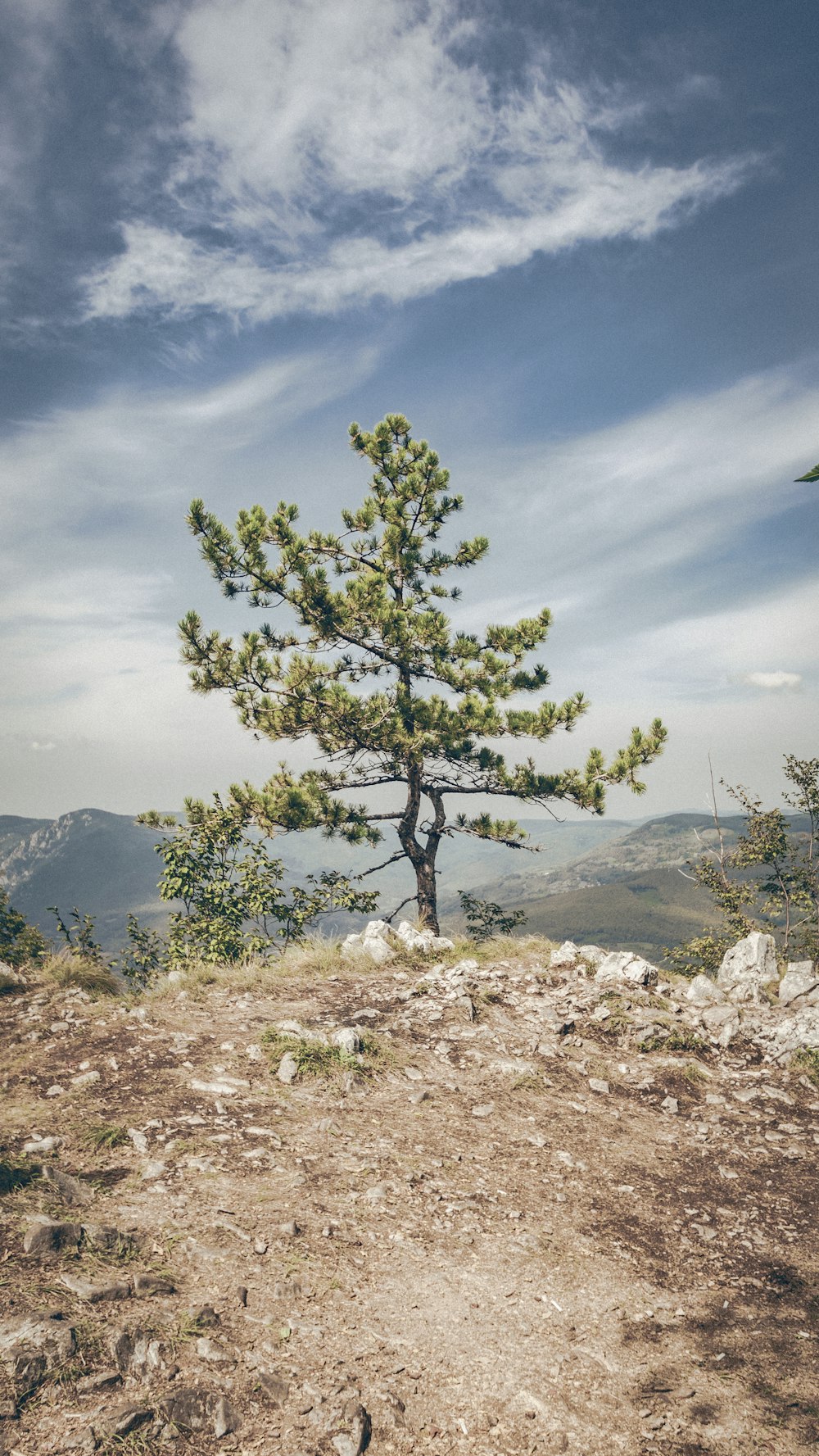 green tree on brown field under blue sky during daytime