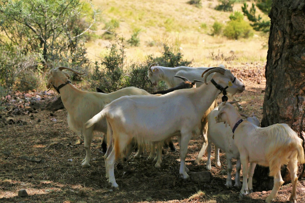 white and brown goats on brown soil during daytime